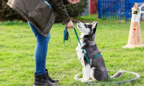 posebno obučeni psi k9 trening pasa