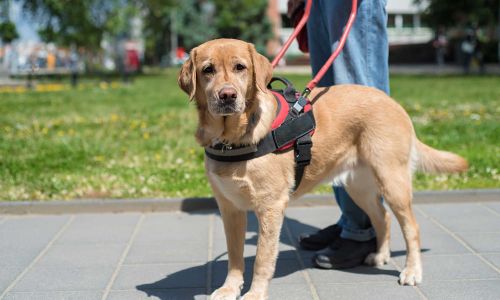 posebno obučeni psi k9 školovanje pasa vodića k9